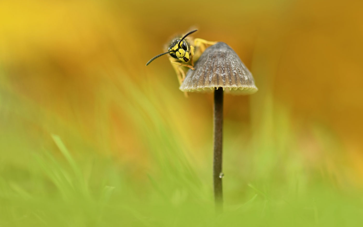 Wasp on mushroom